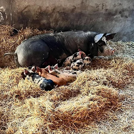 Ferme-auberge Du Rondeau Гостевой дом Lavans-Vuillafans
